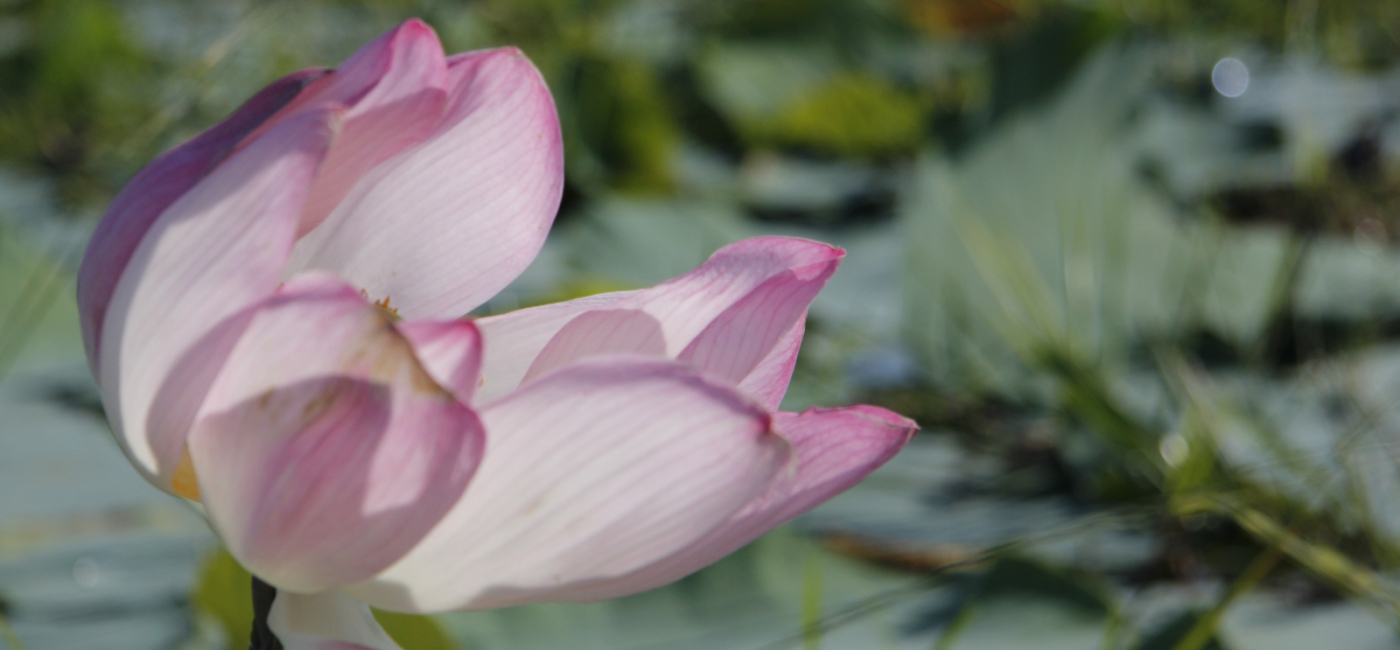Lotus, Symbol der Weisheit
